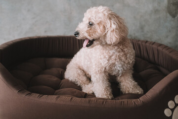 A portrait of a miniature toy poodle with white curly fur, sitting in a dog bed with a happy expression. A dog's sleeping place in the house. Pet store banner. Rest and recovery after play and a walk.