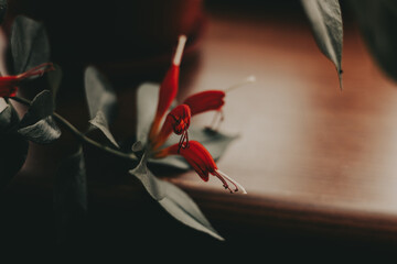 A striking lipstick plant, its vivid red flowers contrasting beautifully with the dark green foliage on a brown wooden background. The soft lighting adds a touch of elegance Houseplant in home garden.