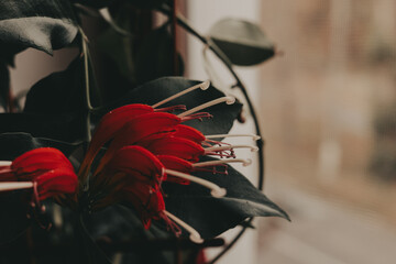 A striking lipstick plant, its vivid red flowers contrasting beautifully with the dark green foliage on a brown wooden background. The soft lighting adds a touch of elegance Houseplant in home garden.