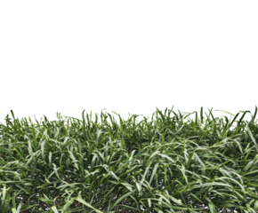 Lush green grass blades with a white outline Keywords: grass, green, nature isolated on a transparent background