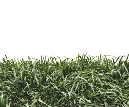 Lush green grass blades with a white outline Keywords: grass, green, nature isolated on a transparent background