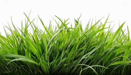 Fresh Green Grass Isolated Against A Transparent Background