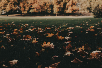 Autumn leaves scattered on the grass in a park. A serene autumnal scene featuring fallen leaves on a grassy field, with trees in the background, creating a warm, inviting atmosphere Fall season nature