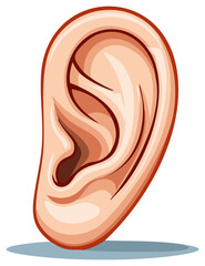 Human ear illustration of anatomical part of human body for hearing and balance in humans