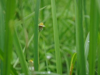 Small flower leaves in rainy season close up for background