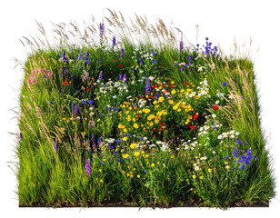 Rectangular patch of diverse wildflowers, tall grass, and feathery plumes