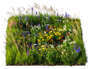 Rectangular patch of diverse wildflowers, tall grass, and feathery plumes