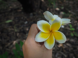 Beautiful frangipani flowers in hand, photographed in the temple garden.