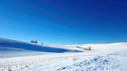 Obraz premium Pristine winter landscape scene with rolling snowy hills under clear blue sky capturing winter calmness