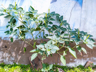 Thorn apple plant near the wall, scientific name Datura