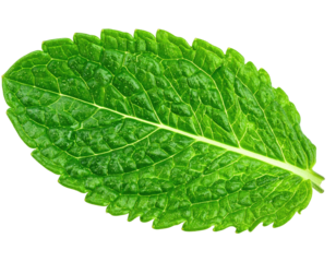 A single, detailed leaf of vibrant green, textured, and slightly oval