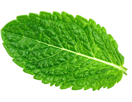 A single, detailed leaf of vibrant green, textured, and slightly oval