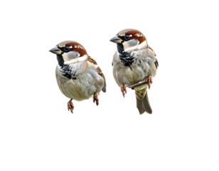 Two small brown and gray birds, one perched, the other poised on an invisible surface