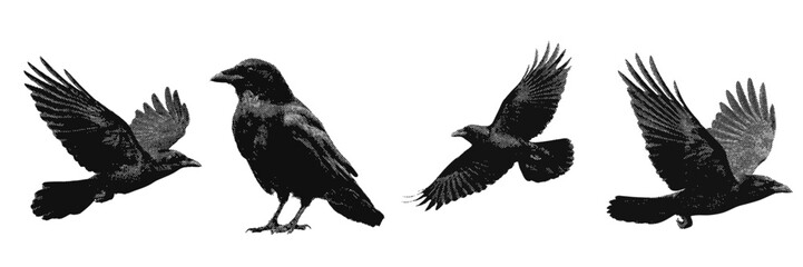 Obraz premium Spooky raven bird silhouettes in halftone style for Halloween and gothic design