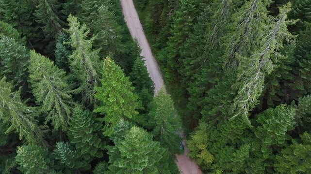 Drone aerial view of car driving through dense forest road on Ravna Planina
