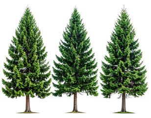 Three tall, vibrant green coniferous trees against a transparent background