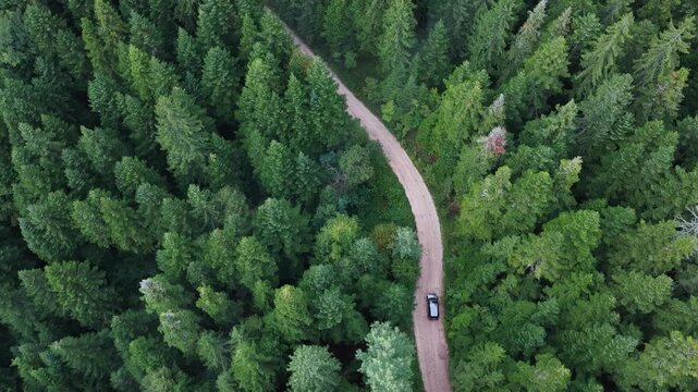 Car driving on narrow forest road surrounded by tall conifer trees