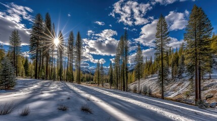 Winter Forest Landscape with Sunlight and Shadows on Fresh Snow Majestic Pine Trees and Cloudy Blue Sky Beautiful Scenery