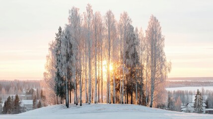 Frozen birch trees adorned with frost stand majestically as sunrise illuminates idyllic snowy winter landscape