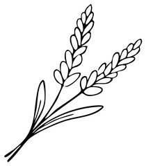 Obraz premium Lavender Sprigs Line Drawing Illustration Flower Herbs Design Element
