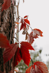 Vibrant red leaves climbing a tree trunk in autumn. Close-up shot of vivid red autumn leaves against a tree trunk, with a blurred background of foliage and sky, creating a serene fall scene.