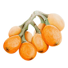 A branch with medlar fruits. The orange oval fruits resemble plums. A tropical delicacy. A large cluster of ripe berries. Botanical watercolor illustration isolated from the background.