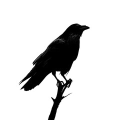 Obraz premium crow on a white background