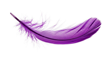 Single purple feather on white background