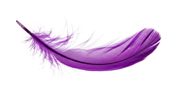 Single purple feather on white background