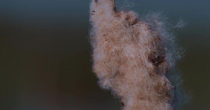 The reeds sway in the wind. Scirpus.
Scirpus is a genus of grass-like species in the sedge family Cyperaceae many with the common names club-rush, wood club-rush or bulrush. 