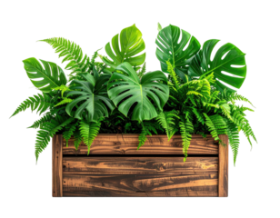 A wooden planter overflowing with lush green ferns and Monstera leaves