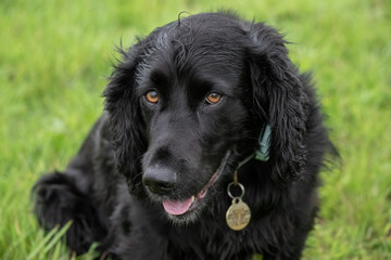 Cocker Spaniel dog, Pet companion with silky long fur coat and an obedient nature. Dog walking.