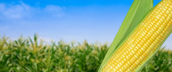 Yellow Ripe sweet corn cob on the field background, for harvest in agricultural cultivated corn...