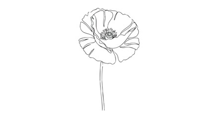 Delicate black and white line drawing of a poppy flower with detailed petals and stem.