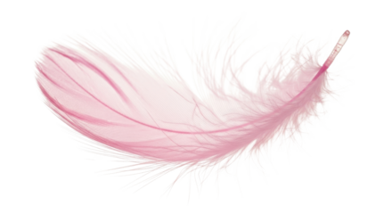 Pink bird feather for gentle design isolated PNG with Transparent Background