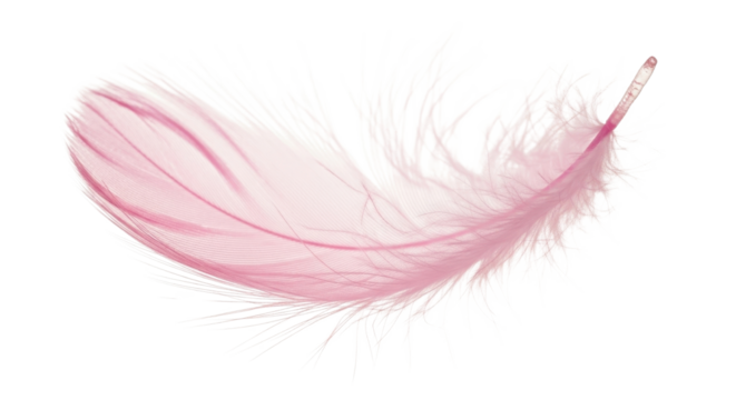 Pink bird feather for gentle design isolated PNG with Transparent Background