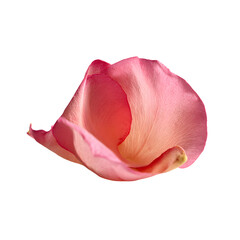 pink rose isolated on white background
