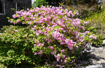 Pink rhododendron shrub in full bloom during spring in Primorsky Krai, Russia, with bright green leaves and vibrant flowers under sunlight.