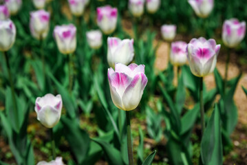 Soft pink and white Triumph tulips bloom in a lush spring garden under warm sunlight, creating a serene and colorful floral landscape ideal for nature lovers.