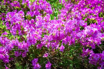 Blooming rhododendron shrub with bright pink flowers in Vladivostok Botanical Garden Primorsky Krai during vibrant spring season under sunlight.