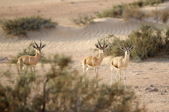 View of three slender, light-brown gazelles with striking dark horns stand alert amidst the arid landscape of the Dubai Desert Conservation Reserve, Al Ain, Abu Dhabi, United Arab Emirates.