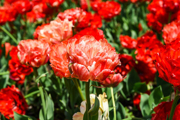 Cluster of vibrant red Gudoshnik Double tulips with lush green leaves growing in rich soil showing layered petals and elegant texture in springtime