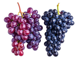 Fototapeta premium Two bunches of fresh grapes; one purple, one dark blue, on a black background