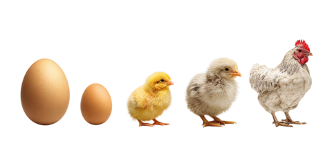 Chicken Life Cycle: Two Brown Eggs, Yellow Chick, Grey Chick, and White Hen on a Black Background Showing Growth and Development Concept of Farm Animals and Poultry