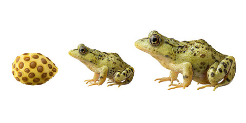 Frog Life Cycle: Closeup of frog eggs and two green adult frogs on a black background, showcasing amphibian development and natures transformation