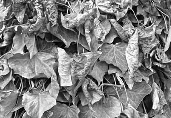 close-up monochrome view of large amount of dry leaves in autumn