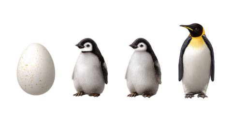 Emperor penguin life cycle showing egg, chick, and adult stages against a black background Concept of animal development, wildlife, and antarctic nature
