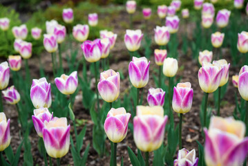 Spring garden of Triumph tulip Happy Generation with creamy white petals and bright pink edges blooming outdoors in soft daylight creating a vibrant floral display