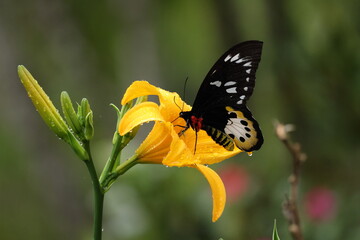 female Goliath birdwing (Ornithoptera goliath)