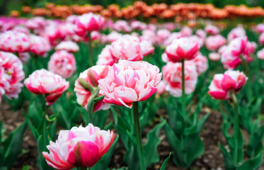 Lush pink double peony tulips in full bloom, layered petals creating vivid texture in spring garden bed with green leaves and soil background.